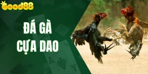 Đá Gà Cựa Dao