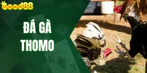 Đá Gà Thomo