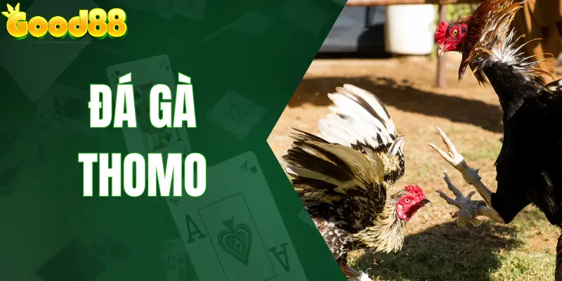Đá Gà Thomo